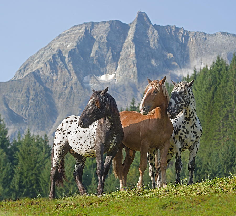 Horses In Rauris Valley, Austria #2 Digital Art by Robert Maier