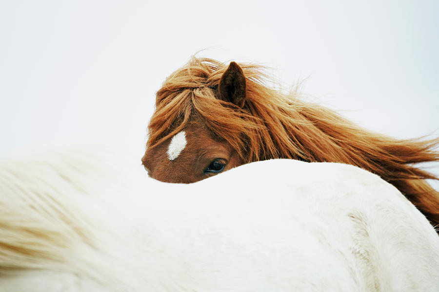 Horses #2 Photograph by Markus Renner