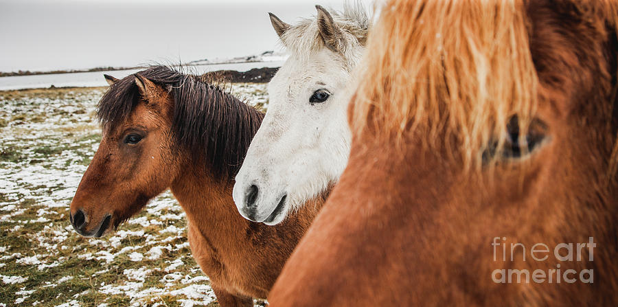 Horses of Icelandic race in a snowy enclosure, environmentalists try to preserve the purity of the species. #2 Photograph by Joaquin Corbalan