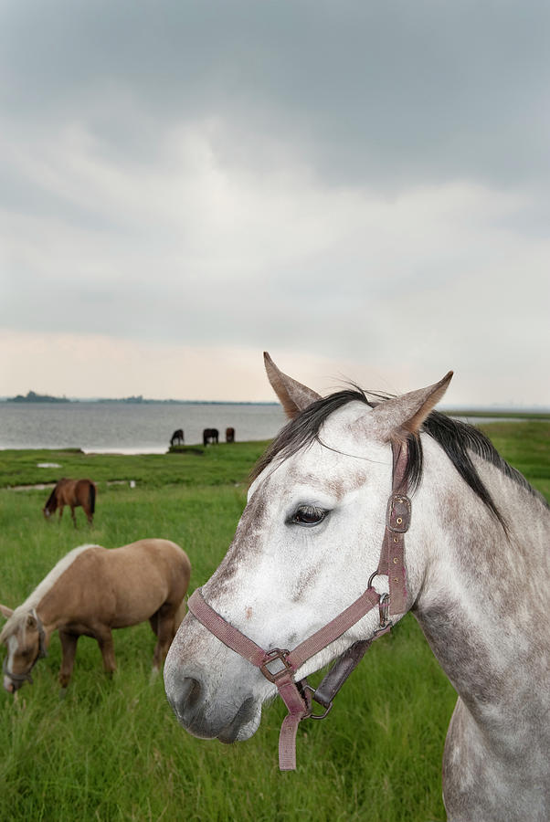 Horses On Poel Island #2 Photograph by Thomas Winz