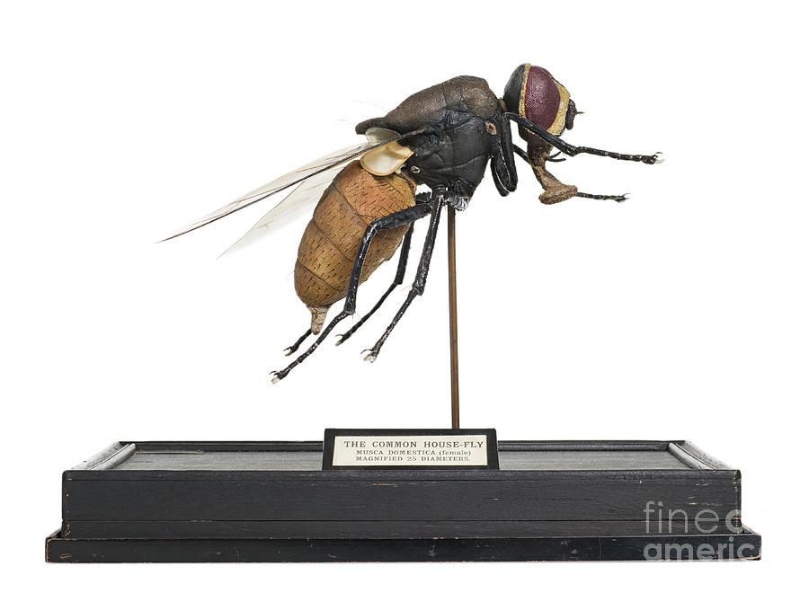 Wildlife Photograph - House Fly Wax Model #2 by Natural History Museum, London/science Photo Library
