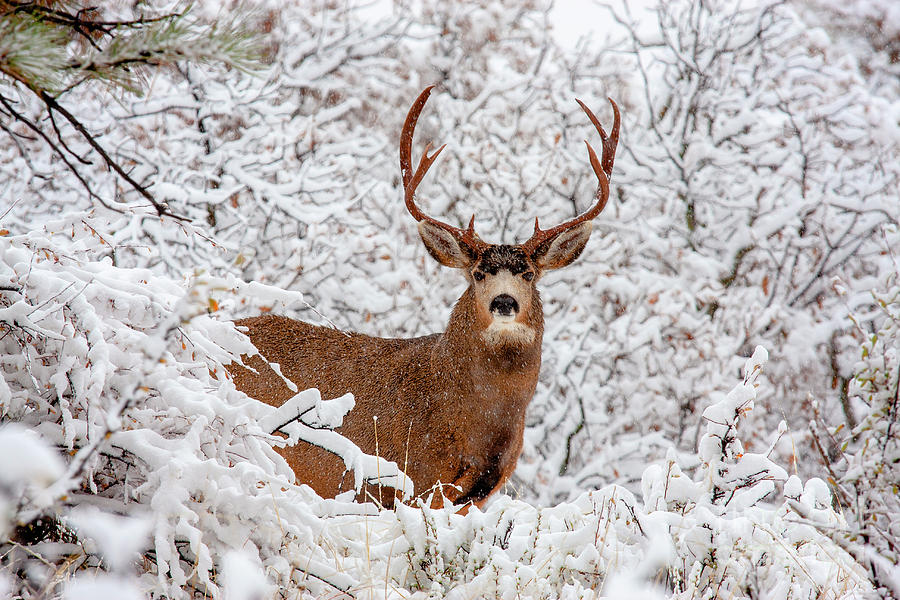Huge Buck Mule Deer in Snow #2 Photograph by Steven Krull