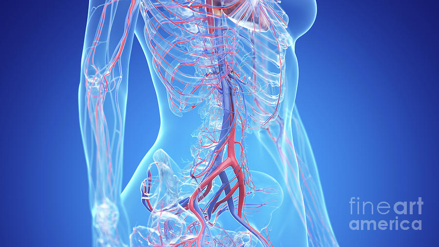 Human Abdominal Vascular System Photograph By Sebastian Kaulitzki Science Photo Library Pixels