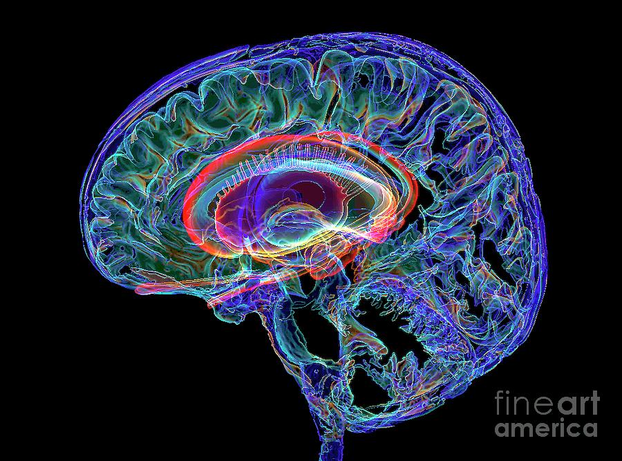 Human Brain And Limbic System #2 Photograph by K H Fung/science Photo Library