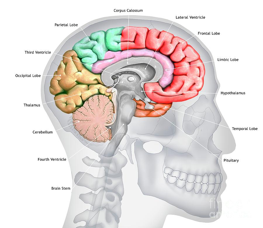 Human Brain #2 Photograph by Mark Garlick/science Photo Library - Fine ...