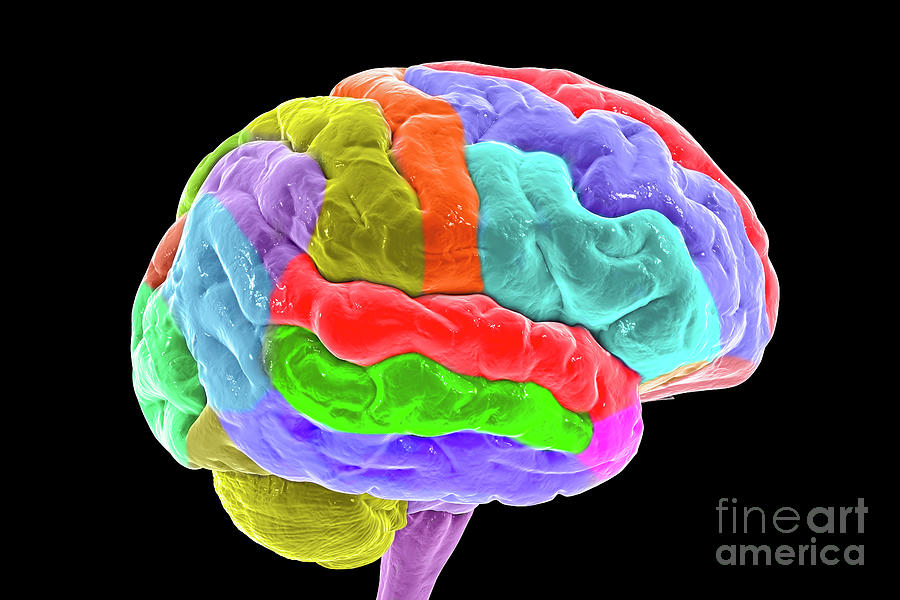 Human Brain With Gyri Highlighted #2 Photograph by Kateryna Kon/science Photo Library