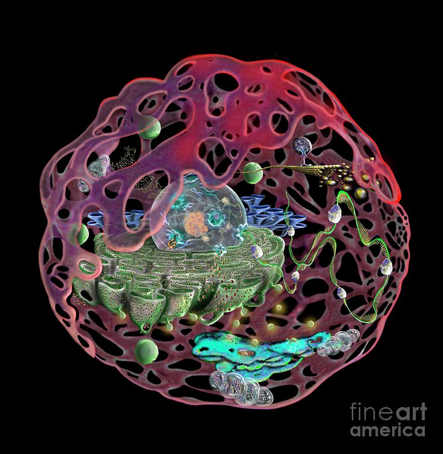 Human Cell #2 Photograph by Keith Chambers/science Photo Library