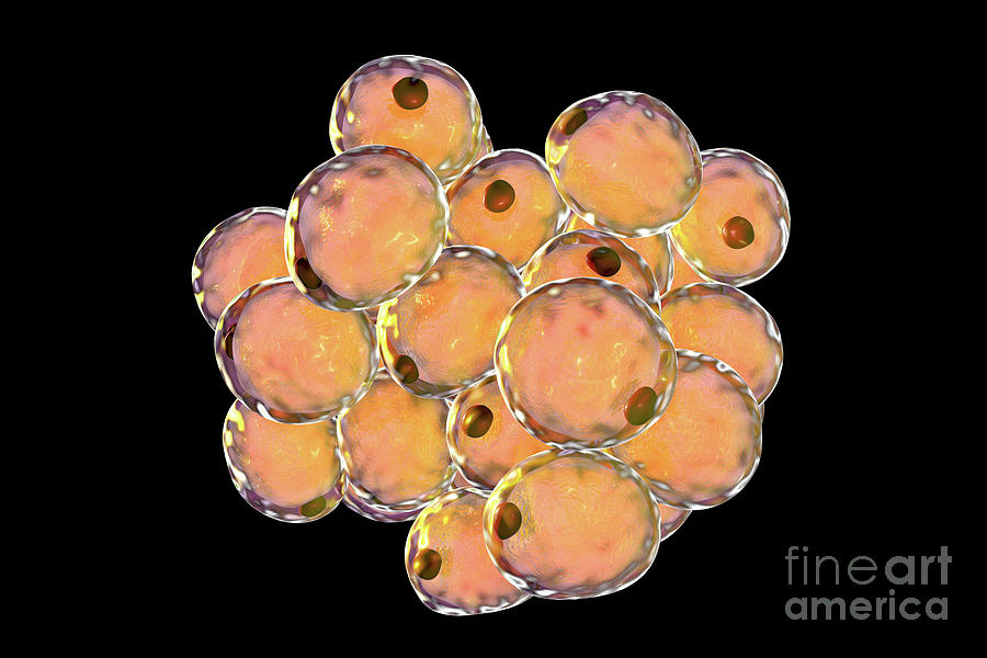 fat cell shape