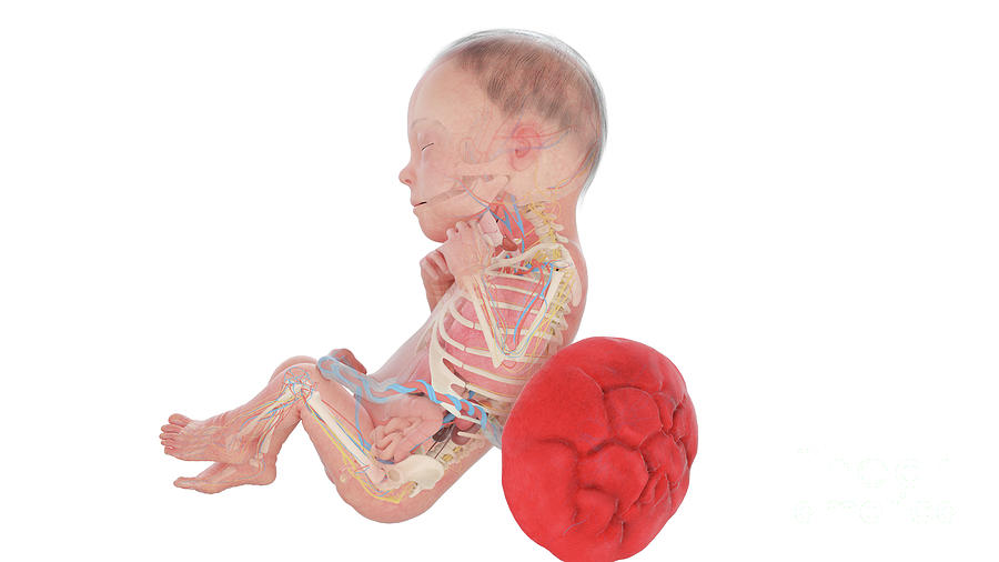 Human Foetus Anatomy At Week 26 #2 Photograph by Sebastian Kaulitzki ... Biology Diagrams