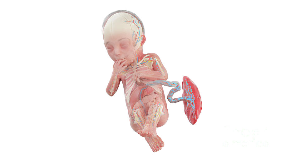 Human Foetus Anatomy At Week 28 Photograph by Sebastian Kaulitzki ... Biology Diagrams