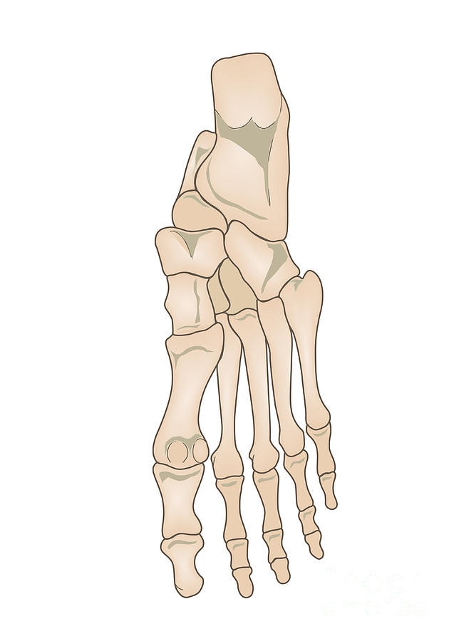 Human Foot Anatomy Photograph by Samantha Elmhurst/science Photo ...