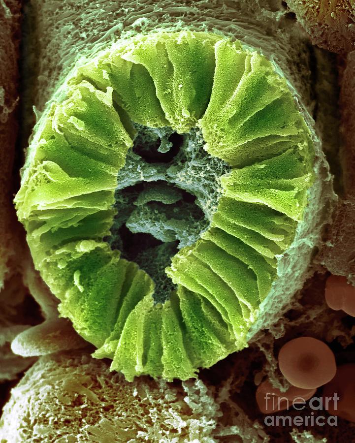Human Kidney Nephron #2 Photograph by Dennis Kunkel Microscopy/science Photo Library