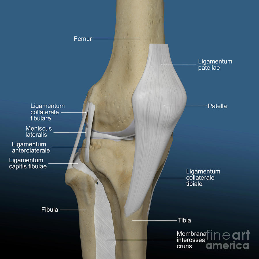 Human Knee Photograph by Simone Alexowski / Science Photo Library ...