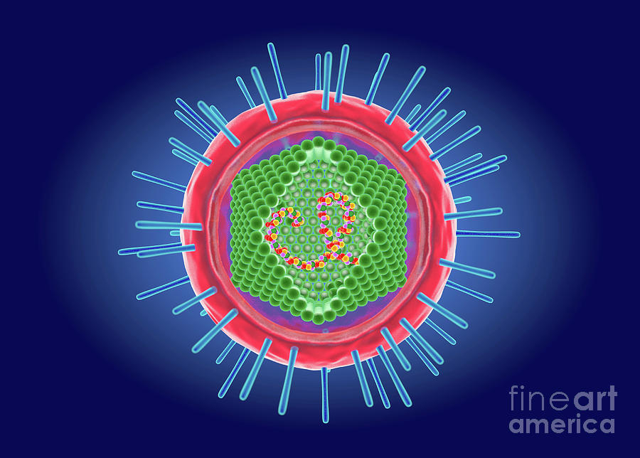 Human T Cell Lymphotropic Virus Photograph By Roger Harris Science   2 Human T Cell Lymphotropic Virus Roger Harrisscience Photo Library 