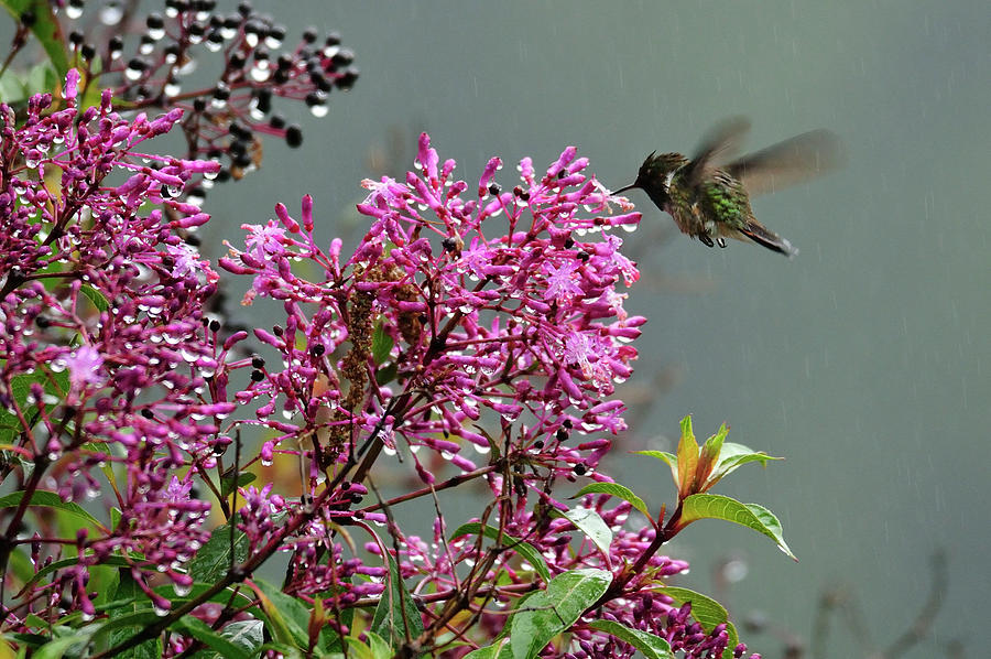 Hummingbird #2 Digital Art by Heeb Photos