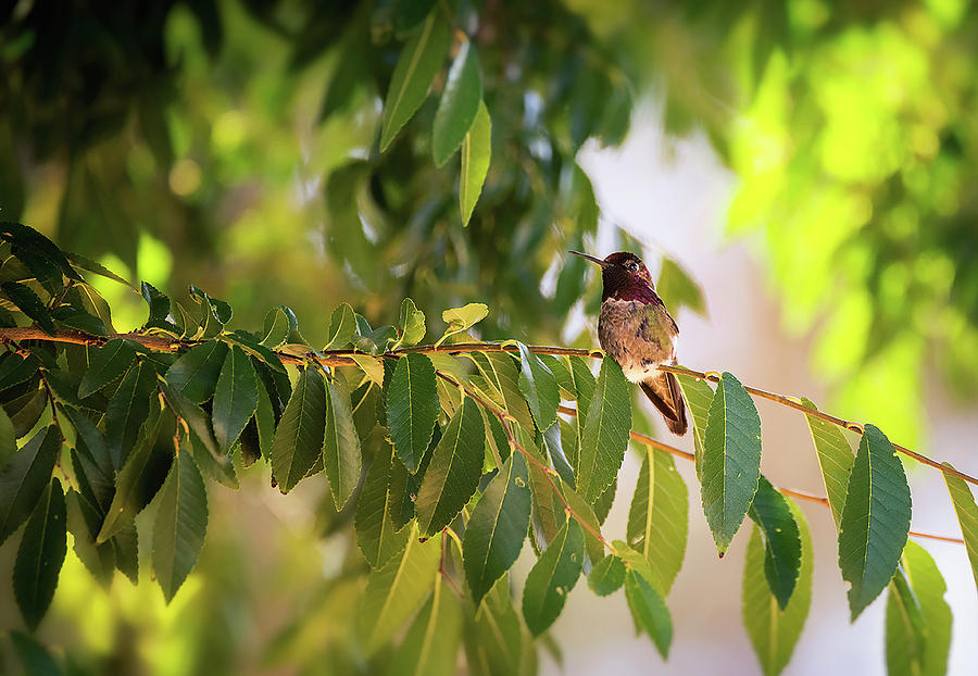 Hummingbird On A Branch  #3 Photograph by Saija Lehtonen