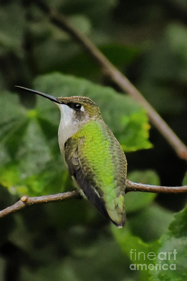 Hummingbird Photograph - Hummingbird #3 by Rafael De Armas