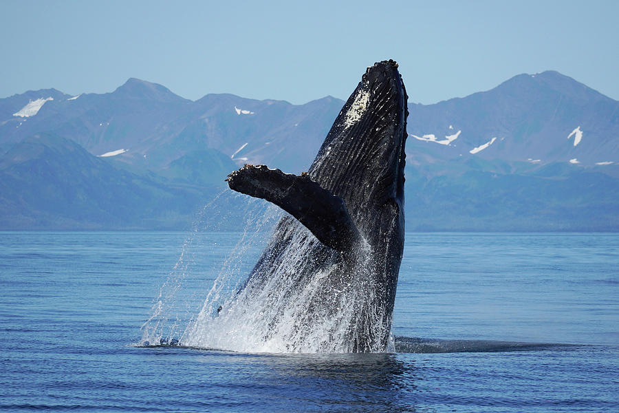 Humpback Whale Breaching Alaska #2 Photograph by Hiroya Minakuchi