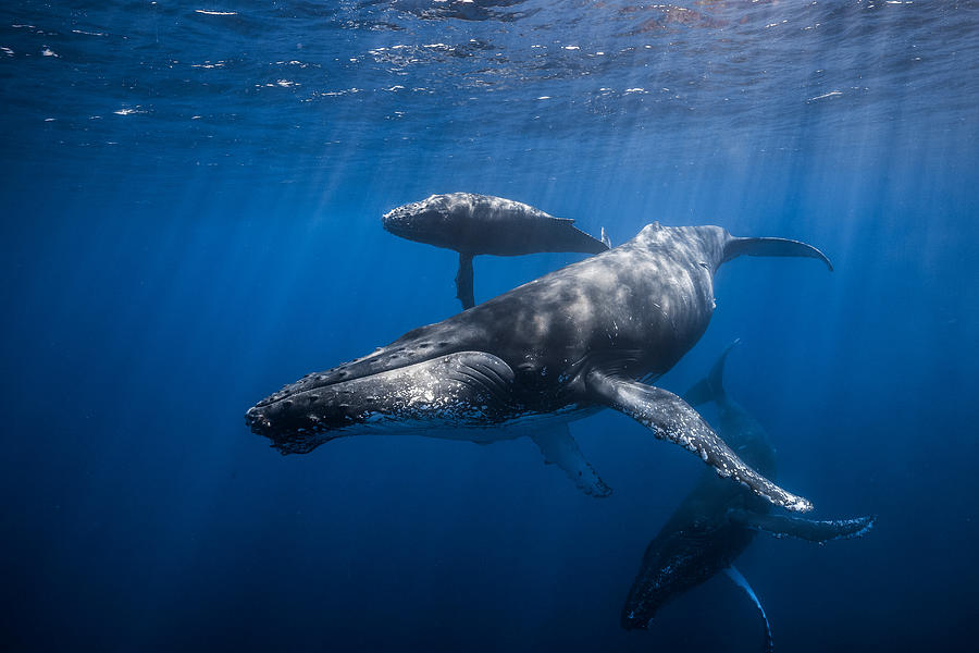 Wildlife Photograph - Humpback Whale Family #2 by Barathieu Gabriel