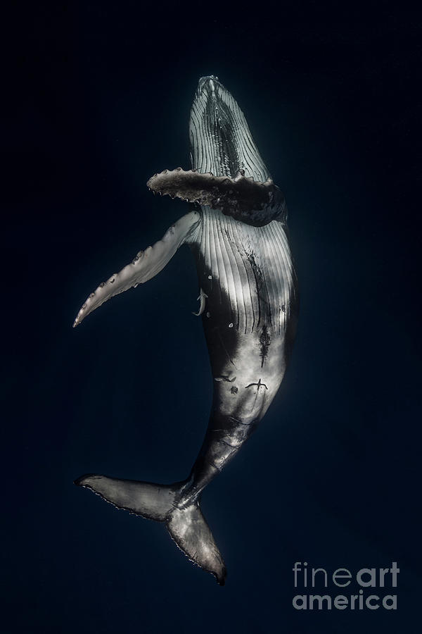 Humpback Whale Megaptera Novaeangliae Photograph by Steve Woods Photography