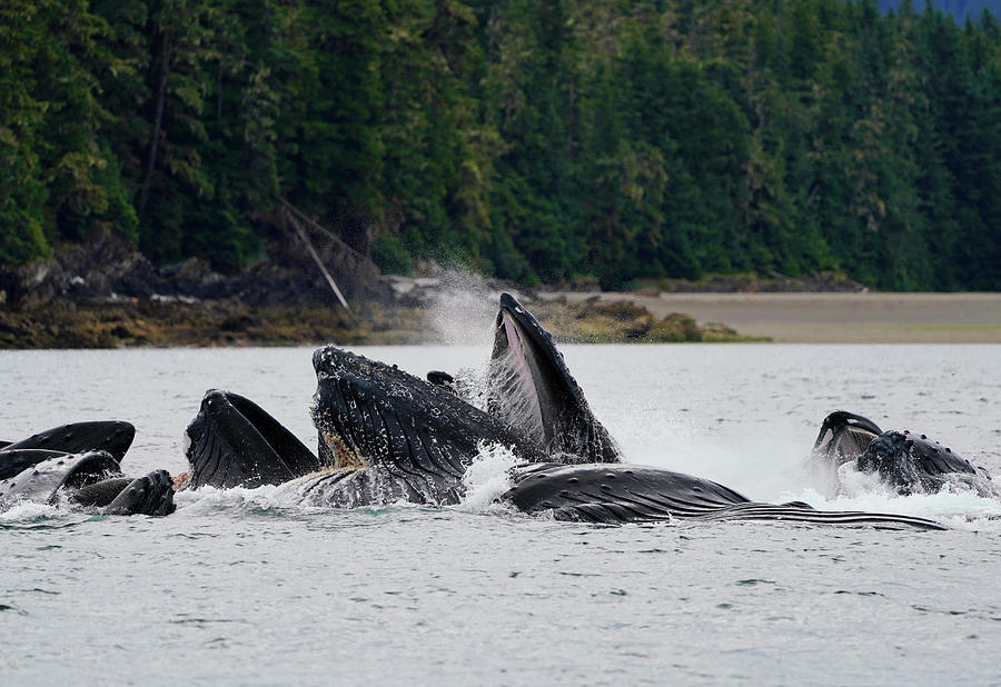 Humpback Whales Gulp Feeding #2 Photograph by Hiroya Minakuchi
