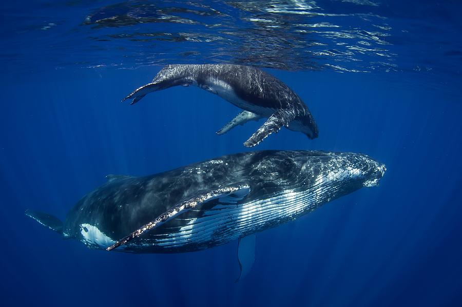 Humpback Whales, Reunion Island Photograph by Cédric Péneau | Fine Art ...