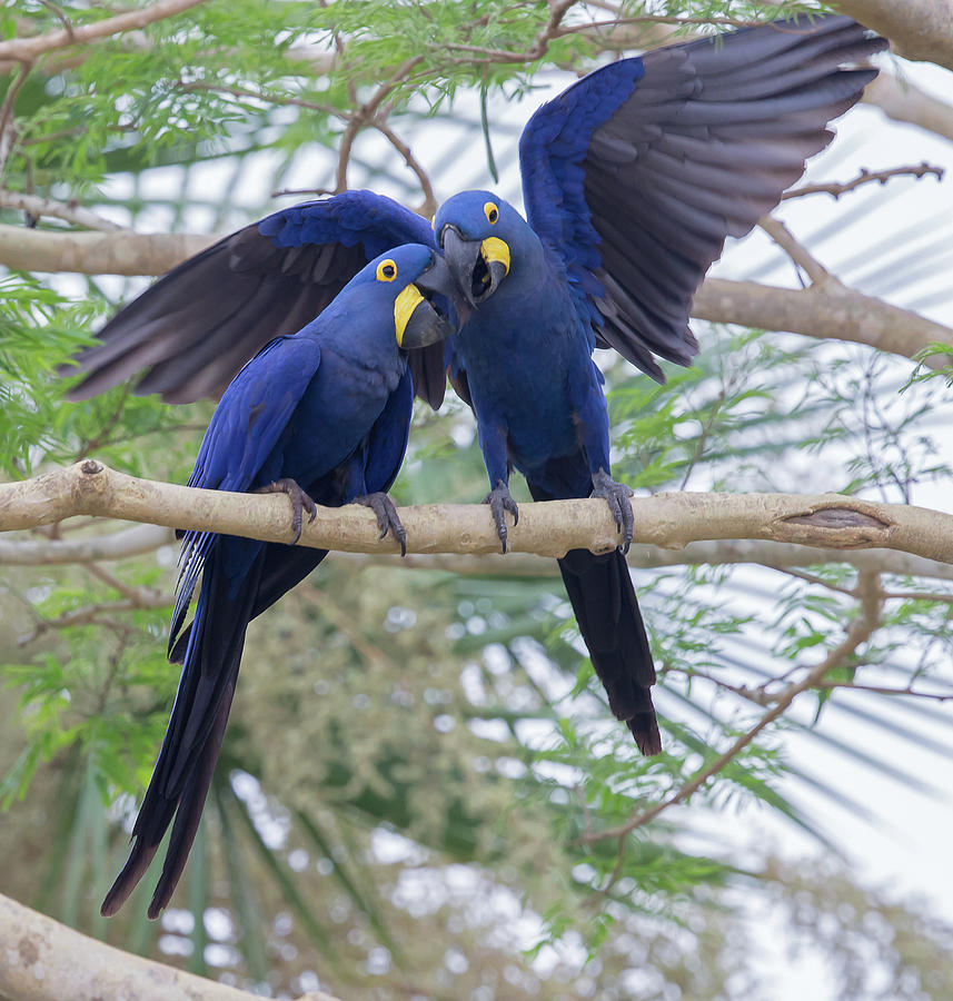 Hyacinth Macaws #2 Photograph by Jean-Luc Baron
