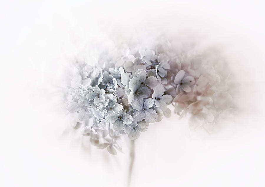 Hydrangea #2 Photograph by Ellen Van Deelen