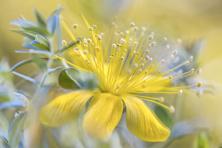 Flower Photograph - Hypericum #2 by Mandy Disher