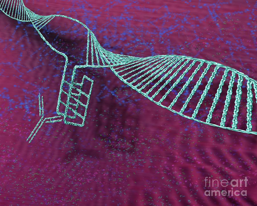 Antibody Photograph - I-motif Dna Structure #2 by Keith Chambers/science Photo Library