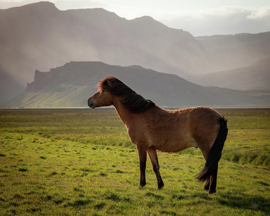 Icelandic Horse Photograph by Peter OReilly