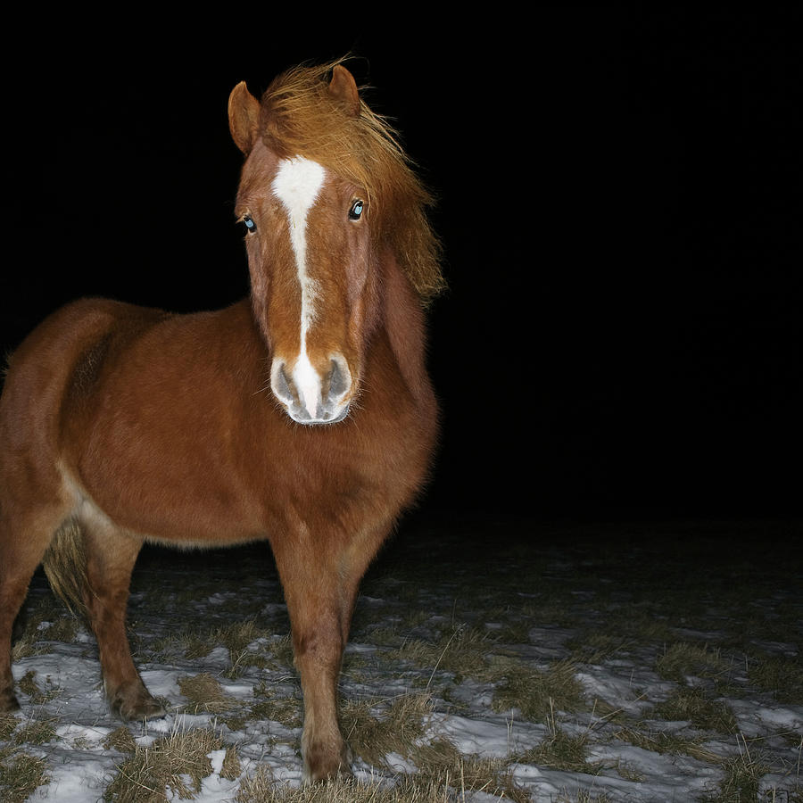 Icelandic Horse #2 Photograph by Roine Magnusson