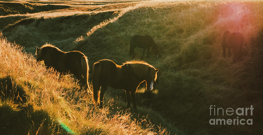 Icelandic landscapes, sunset in a meadow with horses grazing  backlight #2 Photograph by Joaquin Corbalan