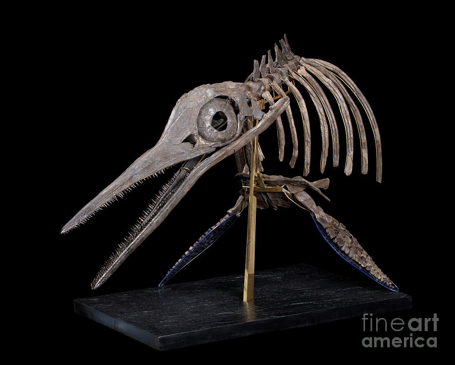 Ichthyosaur Fossil by Pascal Goetgheluck/science Photo Library
