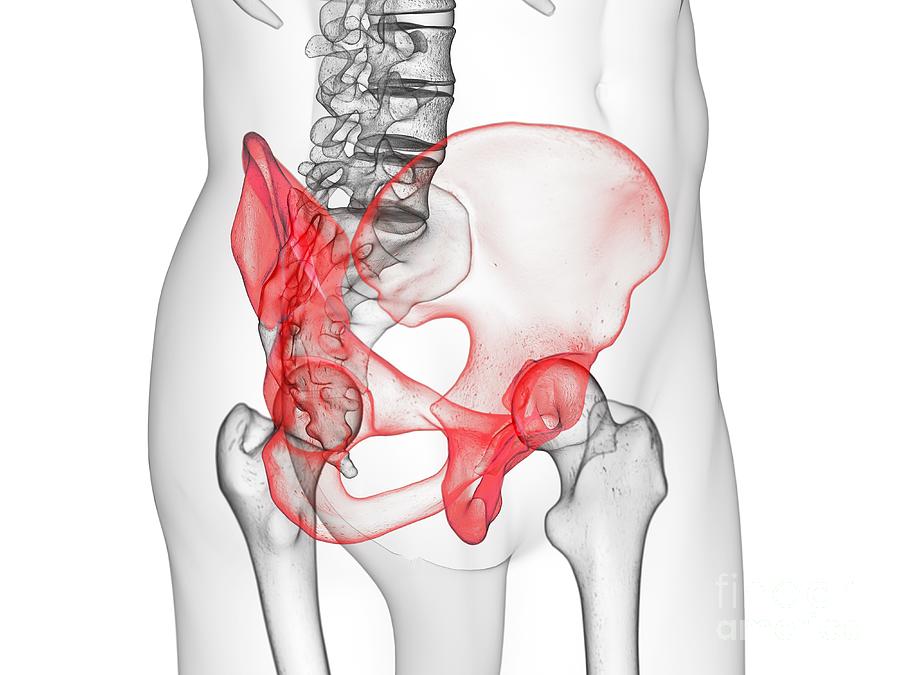 Болит крестец при сидении. Подвздошная кость пункция. Bode Joints illustration.