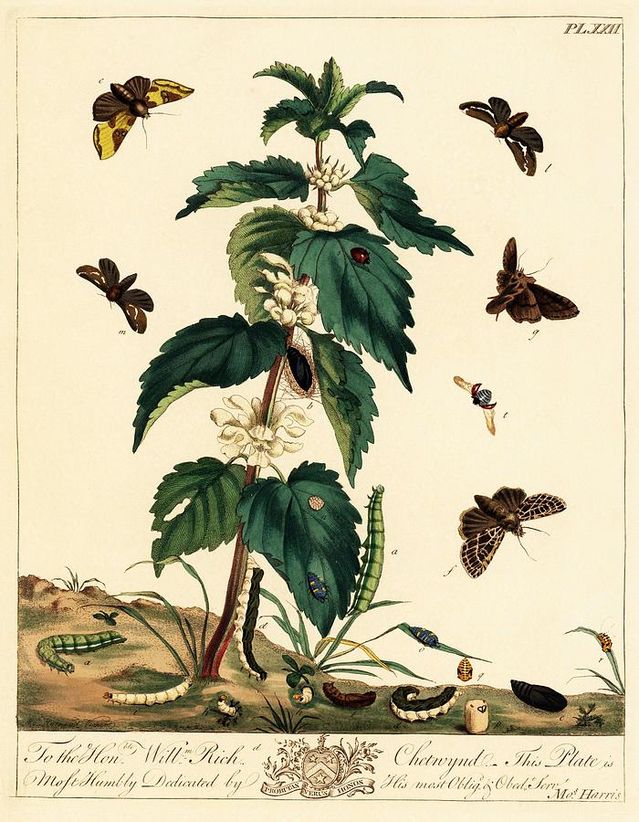 illustration by Moses Harris from The Aurelian, a Natural History of English Moths and Butterfli... #2 Drawing by Album