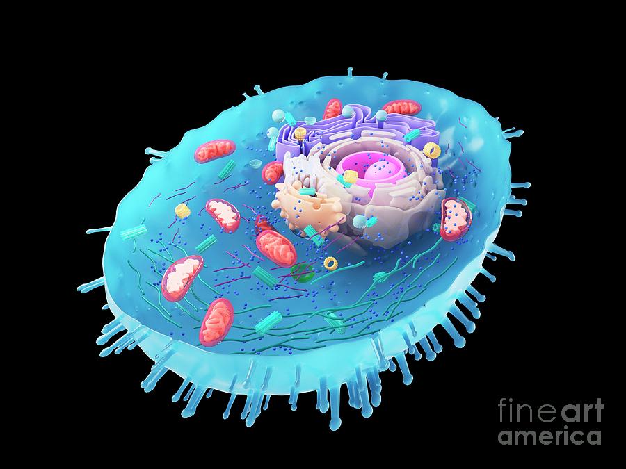 3d Photograph - Illustration Of A Human Cell Cross-section #2 by Sebastian Kaulitzki/science Photo Library