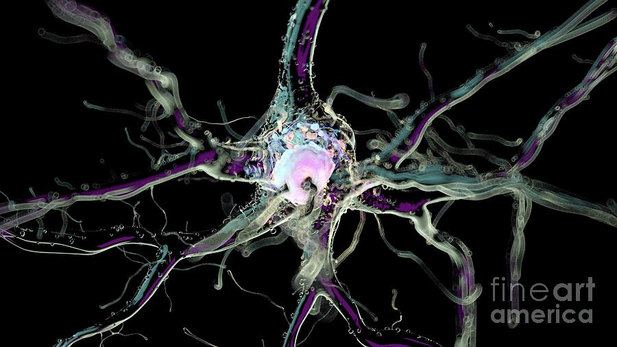 Illustration Of A Human Nerve Cell #2 Photograph by Sebastian Kaulitzki/science Photo Library