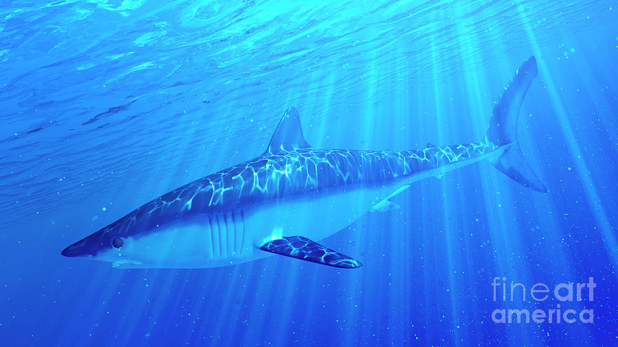 Illustration Of A Mako Shark #2 Photograph by Sebastian Kaulitzki/science Photo Library