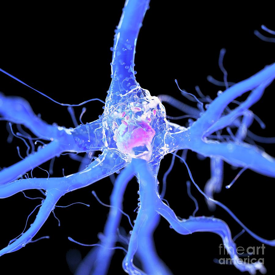 Illustration Of A Nerve Cell #2 Photograph by Sebastian Kaulitzki/science Photo Library