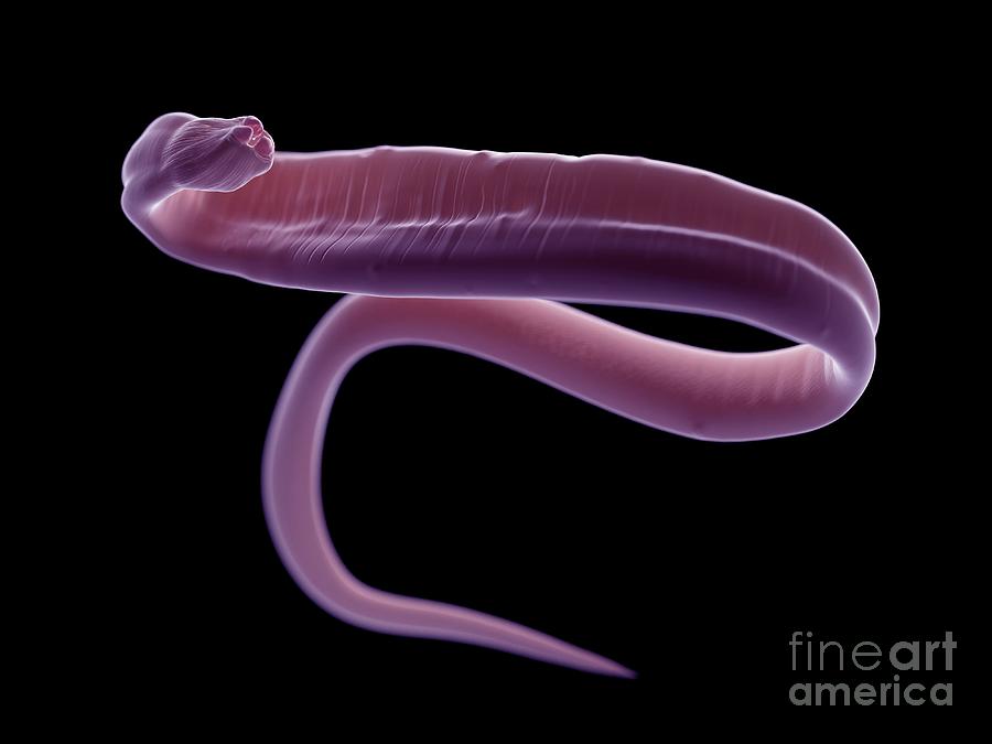 Wildlife Photograph - Illustration Of An Ascariasis Worm #2 by Sebastian Kaulitzki/science Photo Library