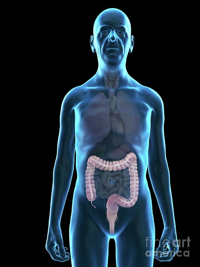 3d Photograph - Illustration Of An Old Mans Colon by Sebastian Kaulitzki/science Photo Library 3d Photograph - Illustration Of An Old Mans Colon by Sebastian Kaulitzki/science Photo Library