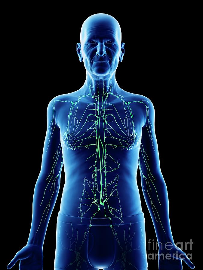 Illustration Of An Old Mans Lymphatic System Photograph By Sebastian Kaulitzkiscience Photo 6966