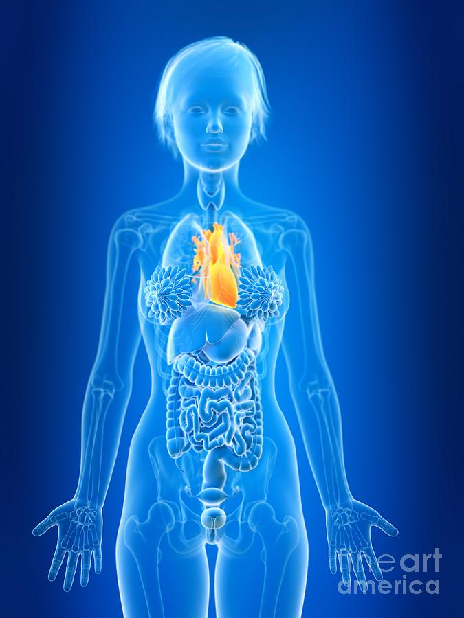 3d Photograph - Illustration Of Female Heart #2 by Sebastian Kaulitzki/science Photo Library