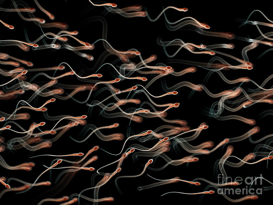 Illustration Of Human Sperm Photograph By Sebastian Kaulitzki Science