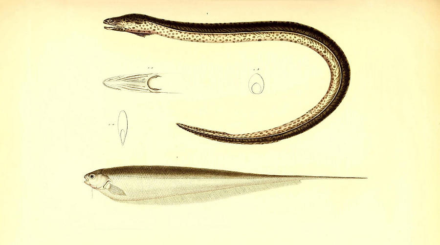 Illustration Of South American Eel #2 Painting by Science Source