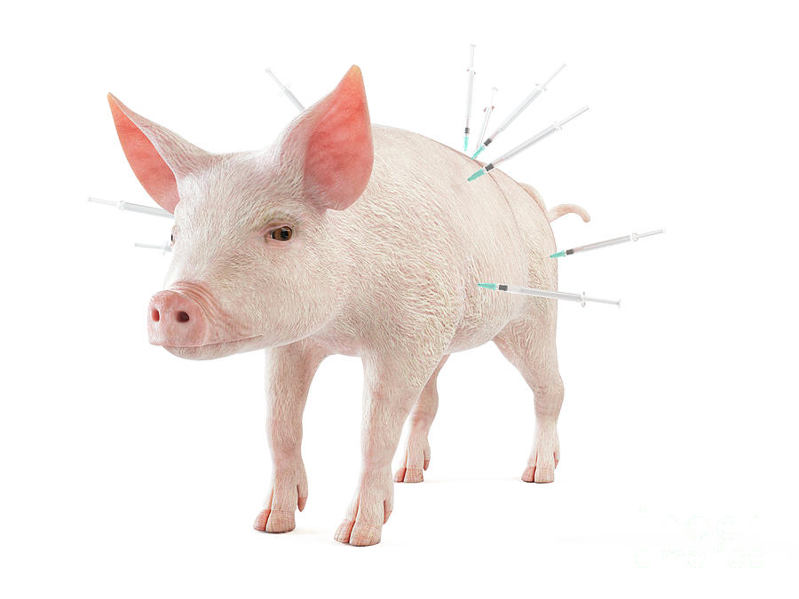 Pig Photograph - Illustration Of Syringes Stuck In A Pig #2 by Sebastian Kaulitzki/science Photo Library