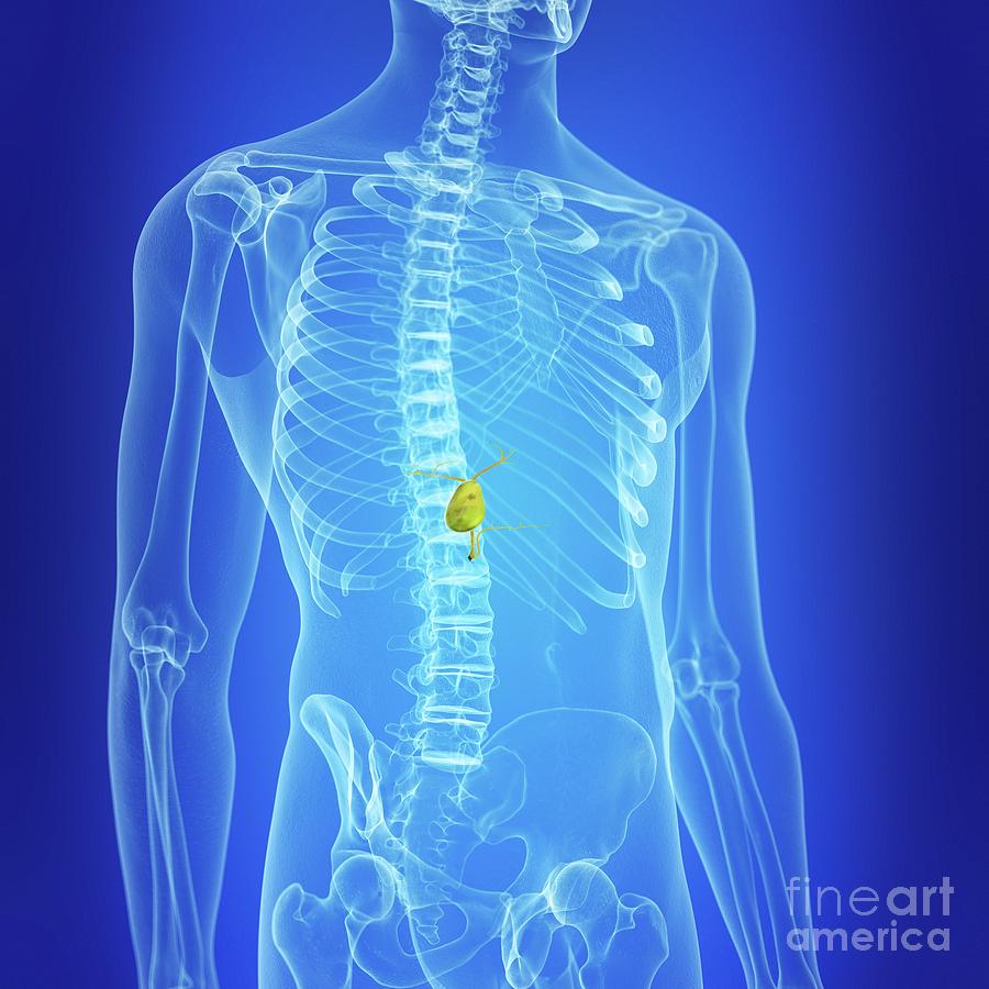 Illustration Of The Gallbladder Photograph by Sebastian Kaulitzki ...