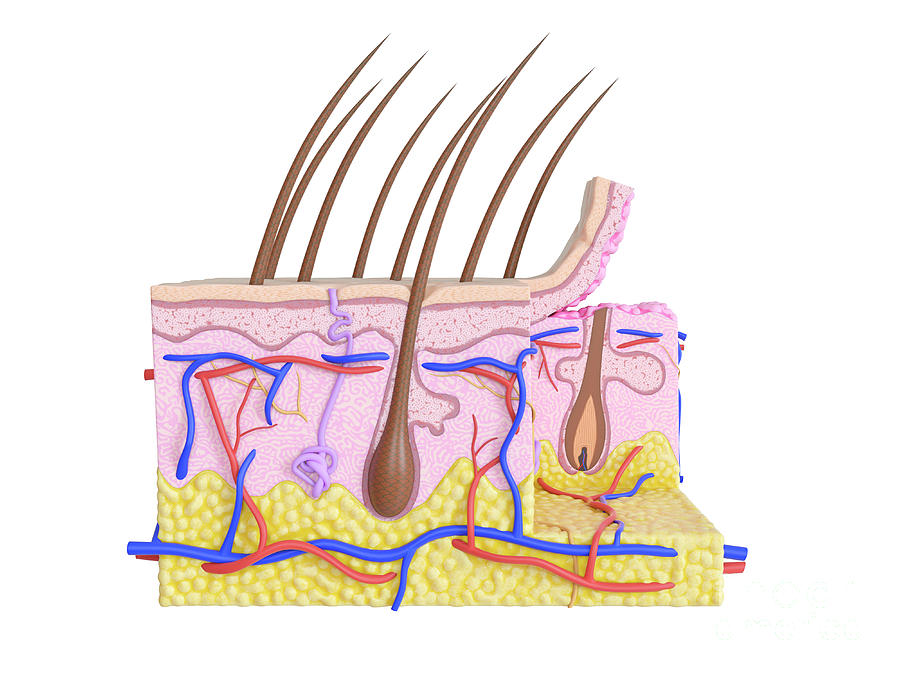 Illustration Of The Human Skin Photograph by Sebastian Kaulitzki ...