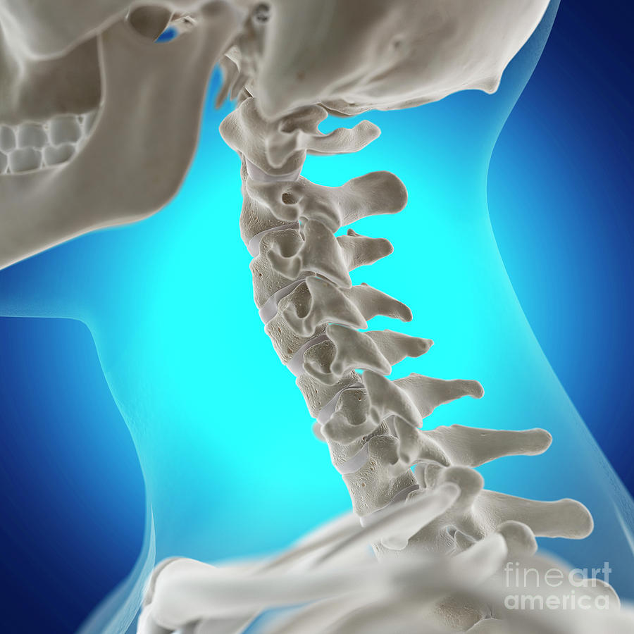 Illustration Of The Neck Bones Photograph By Sebastian Kaulitzki